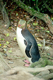Picture 'Nz2_9_1 Penguin, Yellow-eyed Penguin, New Zealand, Otago Peninsula, Taiaroa Head'